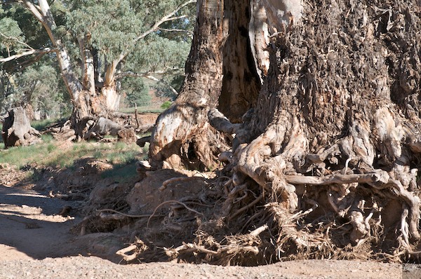 AustraliaAdelaide 10  160